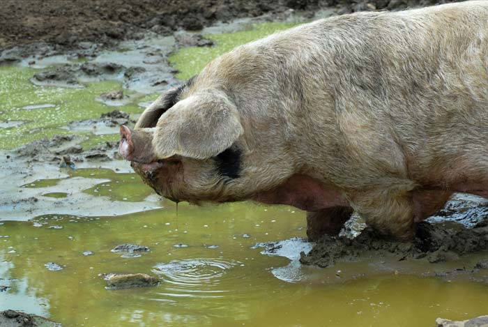 pig