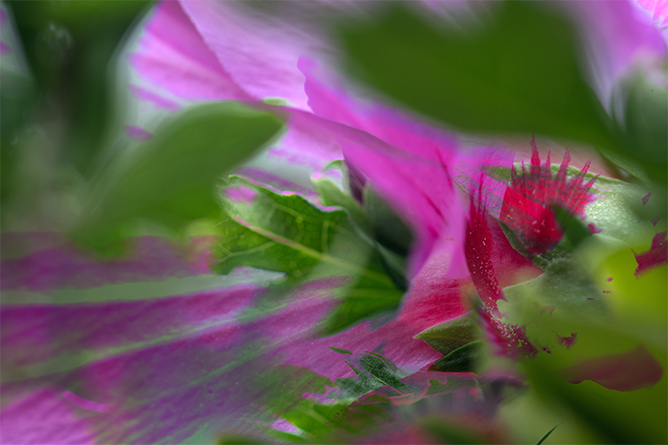 Artweeks large photo 'crown crimson'