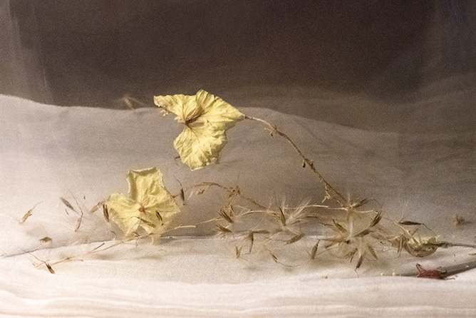 Artweeks 2025 - softly barefoot in the grass